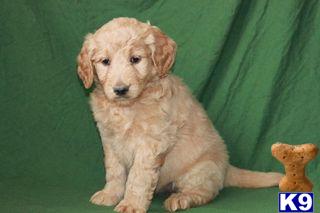 Goldendoodles Puppies for Sale